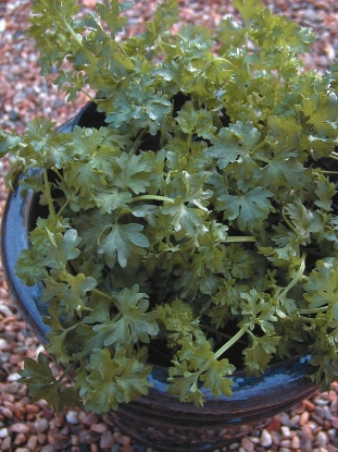 Picture of Celery Par-Cel